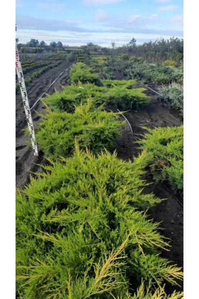 Ялівець середній Голд Кост - ком30кг/вис.40-50см/Ø80-100см